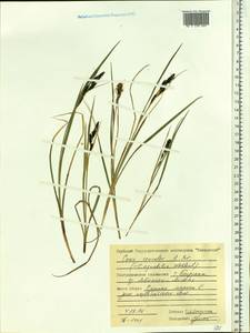 Carex aquatilis var. minor Boott, Siberia, Central Siberia (S3) (Russia)