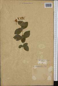 Lonicera caprifolium L., Botanic gardens and arboreta (GARD) (Not classified)