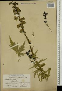 Delphinium flexuosum M. Bieb., Caucasus, Armenia (K5) (Armenia)