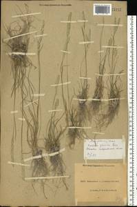 Koeleria pyramidata (Lam.) P.Beauv., Eastern Europe, North Ukrainian region (E11) (Ukraine)