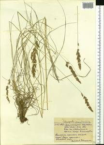 Calamagrostis stricta (Timm) Koeler, Siberia, Western Siberia (S1) (Russia)
