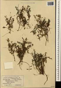 Cuscuta epithymum (L.) L., Crimea (KRYM) (Russia)