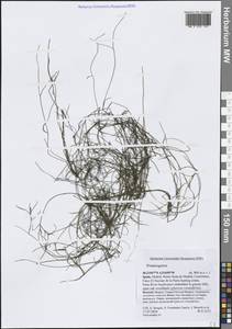 Potamogeton, Western Europe (EUR) (Spain)