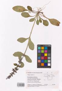 MHA 0 155 156, Ajuga reptans L., Eastern Europe, Central region (E4) (Russia)