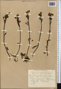 Pedicularis rhinanthoides subsp. rotundata Vved., Middle Asia, Western Tian Shan & Karatau (M3) (Kyrgyzstan)