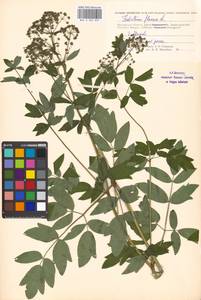 Thalictrum flavum L., Eastern Europe, Moscow region (E4a) (Russia)