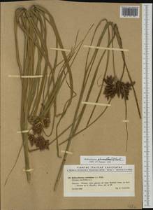 Bolboschoenus glaucus (Lam.) S.G.Sm., Western Europe (EUR) (Italy)