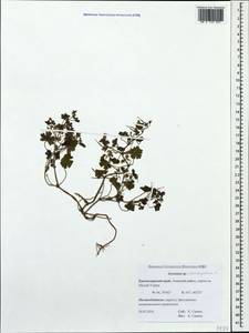 Geranium rotundifolium L., Caucasus, Krasnodar Krai & Adygea (K1a) (Russia)