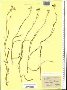 Bupleurum polyphyllum Ledeb., Caucasus, Armenia (K5) (Armenia)