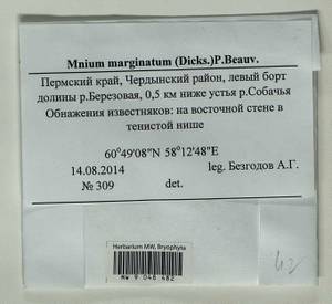 Mnium marginatum (Dicks.) P. Beauv., Bryophytes, Bryophytes - Permsky Krai, Udmurt Republic, Sverdlovsk & Kirov Oblasts (B8) (Russia)