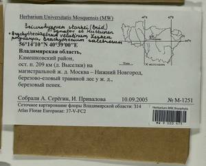 Brachytheciastrum velutinum (Hedw.) Ignatov & Huttunen, Bryophytes, Bryophytes - Middle Russia (B6) (Russia)