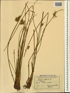 Juncus effusus L., Caucasus, Abkhazia (K4a) (Abkhazia)