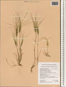 Taeniatherum caput-medusae (L.) Nevski, South Asia, South Asia (Asia outside ex-Soviet states and Mongolia) (ASIA) (Cyprus)