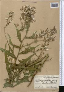 Lactuca tatarica (L.) C. A. Mey., Middle Asia, Caspian Ustyurt & Northern Aralia (M8) (Kazakhstan)