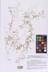 Stellaria longifolia (Regel) Muhl. ex Willd., Eastern Europe, North-Western region (E2) (Russia)