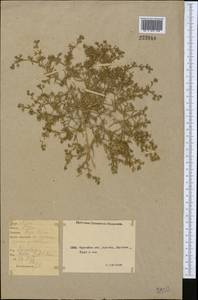 Spergularia marina (L.) Besser, Middle Asia, Northern & Central Kazakhstan (M10) (Kazakhstan)