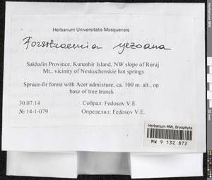 Forsstroemia yezoana (Besch.) S. Olsson, Enroth & D. Quandt, Bryophytes, Bryophytes - Russian Far East (excl. Chukotka & Kamchatka) (B20) (Russia)
