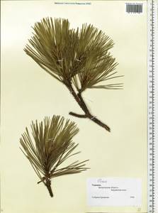Pinus strobus L., Eastern Europe, South Ukrainian region (E12) (Ukraine)