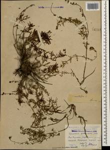 Veronica multifida L., Caucasus, Dagestan (K2) (Russia)