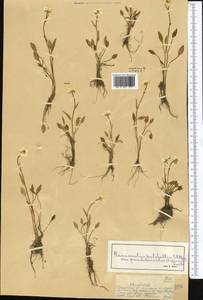 Ranunculus longicaulis C. A. Mey., Middle Asia, Dzungarian Alatau & Tarbagatai (M5) (Kazakhstan)
