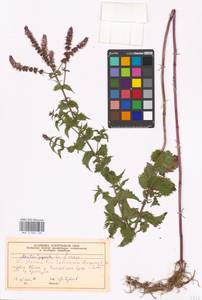 Mentha × piperita L., Eastern Europe, Moscow region (E4a) (Russia)