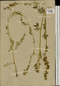 Polemonium, Siberia (no precise locality) (S0) (Russia)