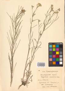 Erysimum diffusum Ehrh., Eastern Europe, North Ukrainian region (E11) (Ukraine)