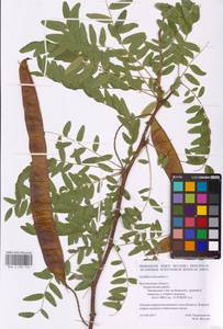 Gleditsia triacanthos L., Eastern Europe, Central forest-and-steppe region (E6) (Russia)