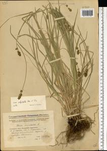 Carex polyphylla Kar. & Kir., Eastern Europe, Eastern region (E10) (Russia)