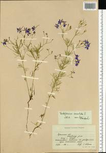 Delphinium consolida subsp. consolida, Eastern Europe, South Ukrainian region (E12) (Ukraine)
