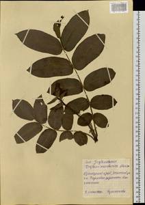 Juglans mandshurica Maxim., Siberia, Russian Far East (S6) (Russia)