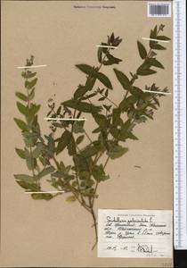 Scutellaria galericulata L., Middle Asia, Caspian Ustyurt & Northern Aralia (M8) (Kazakhstan)