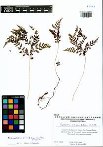 Cystopteris sudetica A. Br. & Milde, Siberia, Baikal & Transbaikal region (S4) (Russia)