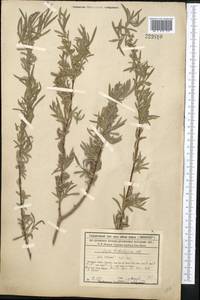 Salix wilhelmsiana M. Bieb., Middle Asia, Syr-Darian deserts & Kyzylkum (M7) (Not classified)
