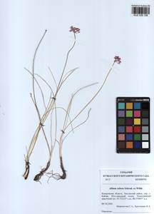 Allium rubens Spreng., Siberia, Altai & Sayany Mountains (S2) (Russia)