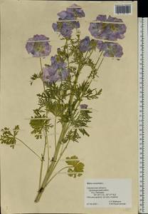 Malva moschata L., Eastern Europe, Western region (E3) (Russia)