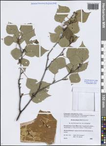 Betula pendula subsp. mandshurica (Regel) Ashburner & McAll., Siberia, Yakutia (S5) (Russia)