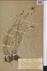 Carex praecox Schreb., Middle Asia, Northern & Central Kazakhstan (M10) (Kazakhstan)