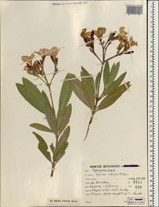 Nerium indicum Mill., South Asia, South Asia (Asia outside ex-Soviet states and Mongolia) (ASIA) (Iran)