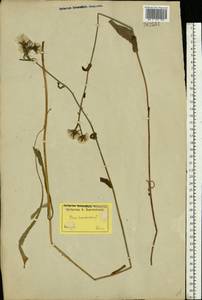 Picris hieracioides L., Eastern Europe, North-Western region (E2) (Russia)