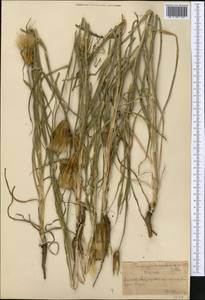 Tragopogon turkestanicus Nikitin, Middle Asia, Northern & Central Tian Shan (M4) (Kazakhstan)