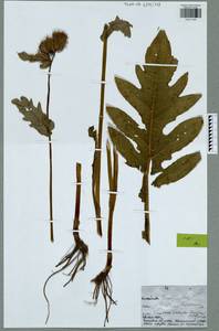 Cirsium palustre (L.) Scop., Eastern Europe, Central region (E4) (Russia)