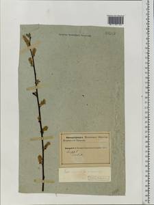 Salix vaudensis Schleich. ex J.Forbes, Eastern Europe, Northern region (E1) (Russia)