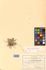 Carex jacens C.B.Clarke, Siberia, Russian Far East (S6) (Russia)