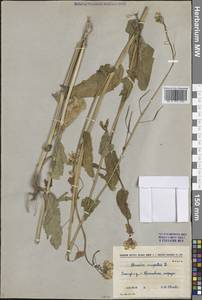 Brassica rapa subsp. sylvestris (L.) Janch., Siberia, Central Siberia (S3) (Russia)