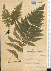 Athyrium filix-femina (L.) Roth, Middle Asia, Northern & Central Kazakhstan (M10) (Kazakhstan)