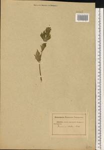 Dichoropetalum carvifolia (Vill.) Pimenov & Kljuykov, Eastern Europe, Rostov Oblast (E12a) (Russia)