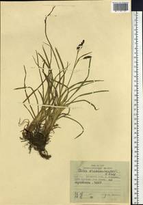Carex krascheninnikovii Kom. ex V.I.Krecz., Siberia, Russian Far East (S6) (Russia)