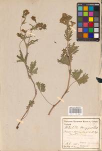 Potentilla longipes Ledeb., Eastern Europe, Middle Volga region (E8) (Russia)