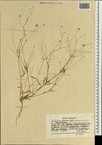 Lomelosia olivieri (Coult.) Greuter & Burdet, South Asia, South Asia (Asia outside ex-Soviet states and Mongolia) (ASIA) (Afghanistan)